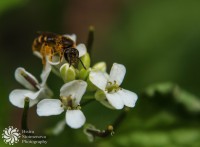 /album/makro-macro/litse-v-litse-face-to-face-jpg1/